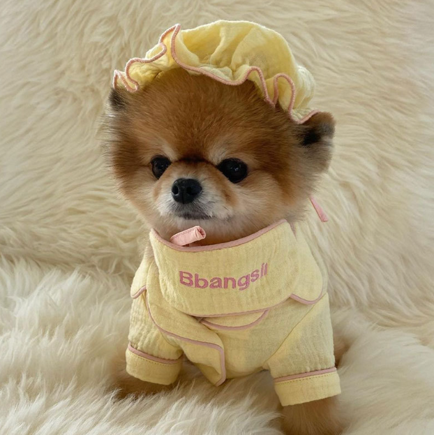 Acid Bear Pet Pajama Set