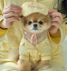 Acid Bear Pet Pajama Set