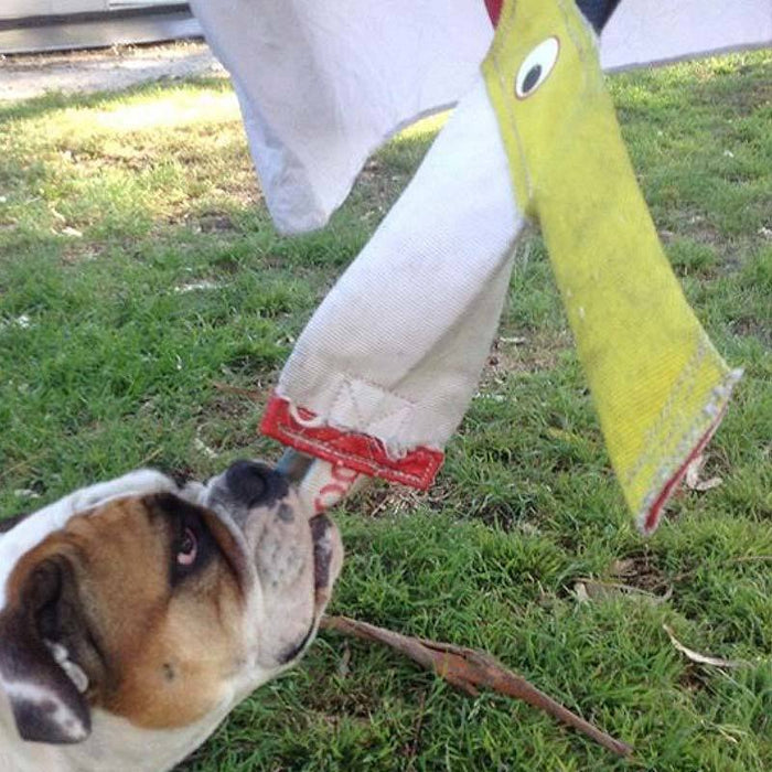 Aussie Dog Home Alone Chook