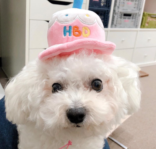 Cloudi Bear Happy Birthday Hat