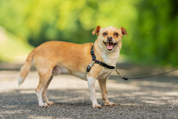 Easy Walk™  Harness