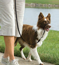 Easy Walk™ Headcollar