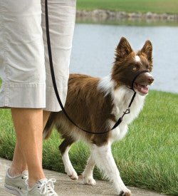 Easy Walk™ Headcollar