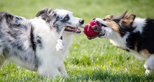 GiGwi Dog Interactive Ball with Dental Gum