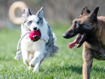 GiGwi Dog Interactive Ball with Dental Gum