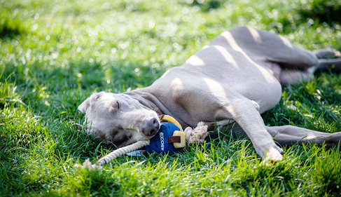 GiGwi Dog Interactive Ball with Dental Gum