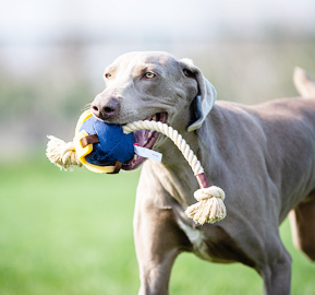 GiGwi Dog Interactive Ball with Dental Gum