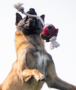 GiGwi Dog Interactive Ball with Dental Gum