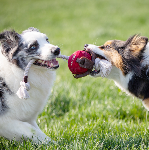 GiGwi Dog Interactive Ball with Dental Gum