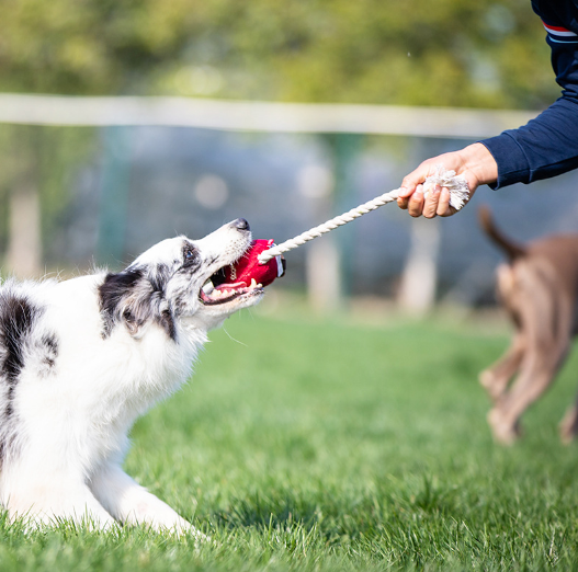 GiGwi Dog Interactive Ball with Dental Gum