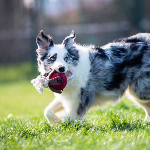 GiGwi Dog Interactive Ball with Dental Gum
