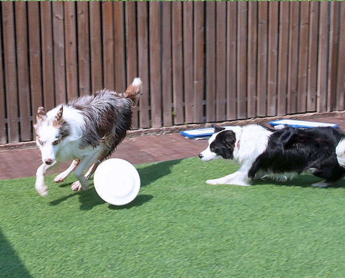 GiGwi Pop-Pals Flying Disc