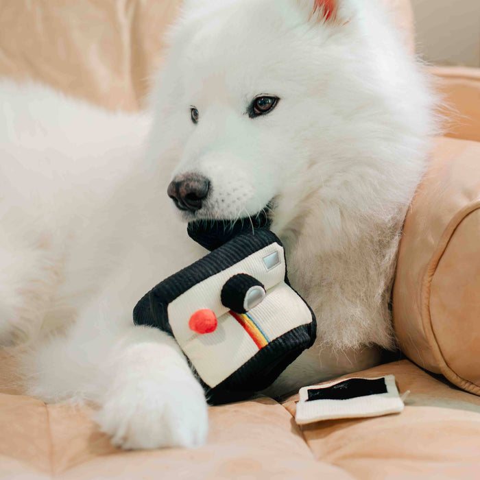 Instant Camera Enrichment Toy