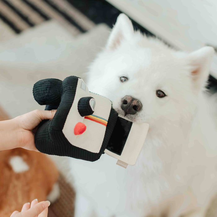 Instant Camera Enrichment Toy