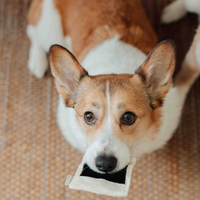 Instant Camera Enrichment Toy