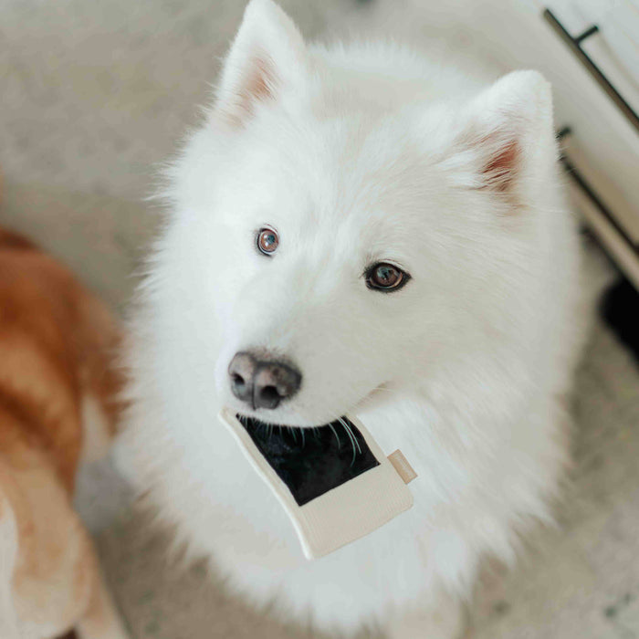Instant Camera Enrichment Toy