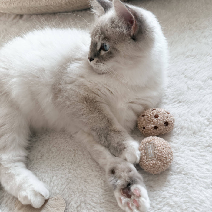 Kitty Tea Time Cookie+Tea