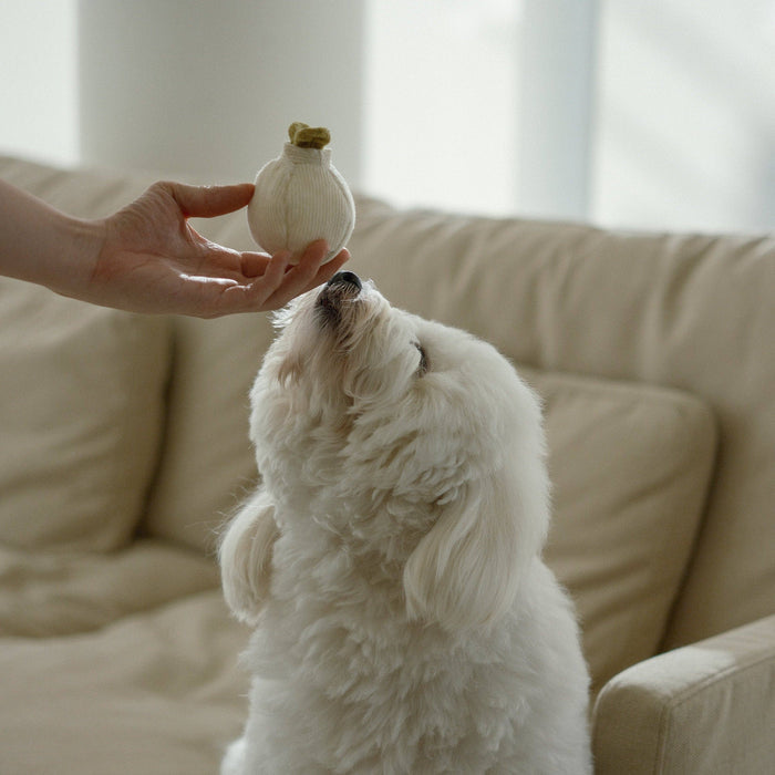 Lambwolf Collective Garlic Toy