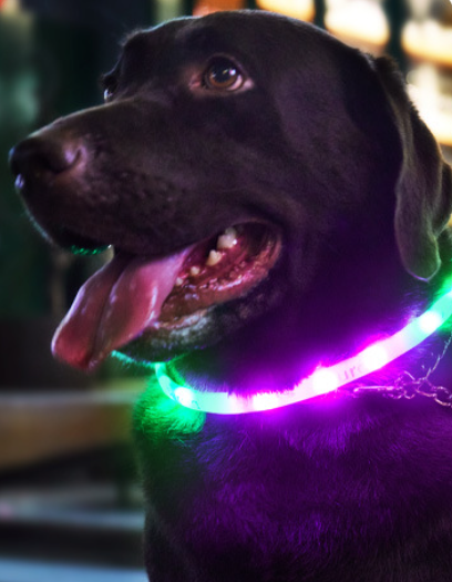 LaRoo Aurora Rechargeable LED Safety Collar