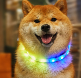 LaRoo Aurora Rechargeable LED Safety Collar