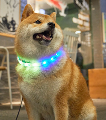 LaRoo Aurora Rechargeable LED Safety Collar
