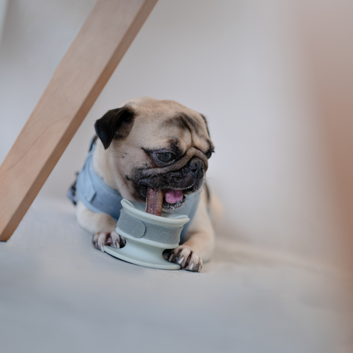 Lunoji Chewden Grip: Dog Chew Holder | Enrichment Tool | Dog Safety