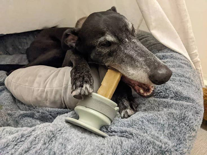 Lunoji Chewden Grip: Dog Chew Holder | Enrichment Tool | Dog Safety