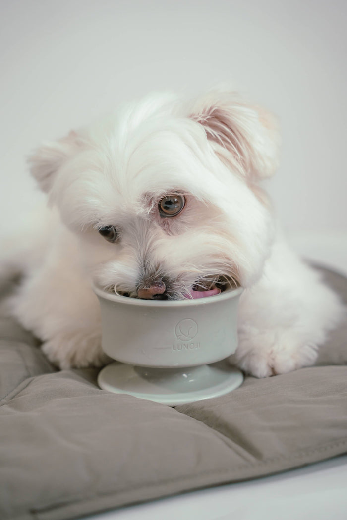 Lunoji Chewden Trove: Dog Enrichment Feeder | Frozen Treat Cup