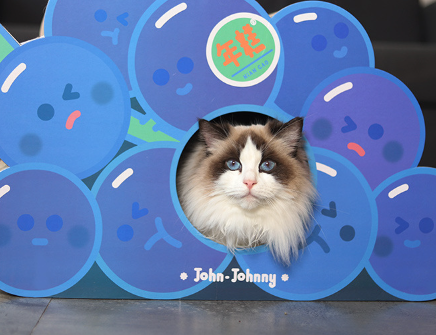 NianGao X John.Johny Soda Grape Scratching Box