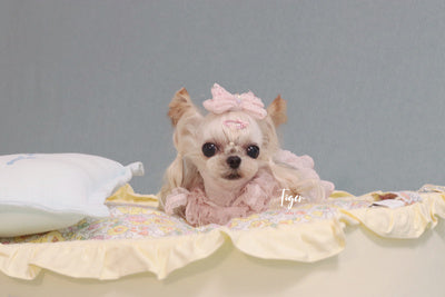 Nifty Fairy Oval Pet Cot