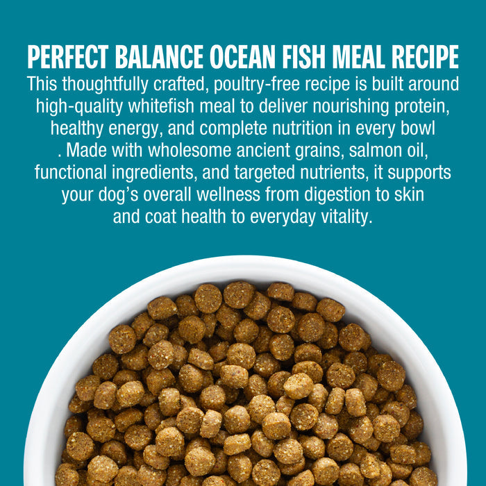 A bowl filled with brown kibble dog food on a teal background with large white text reading 'PERFECT BALANCE OCEAN FISH MEAL RECIPE' and descriptive copy about the meal.