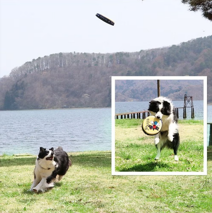 Pet Paradise Lisa&Gaspard Flying Disc