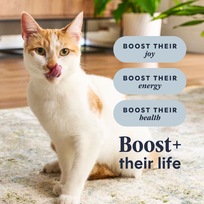 Raw Boost Kibble Indoor Health Recipe with Real Chicken