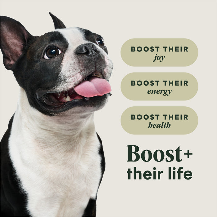 RawBoost+ Kibble for Small Breed Dogs Real Beef Recipe