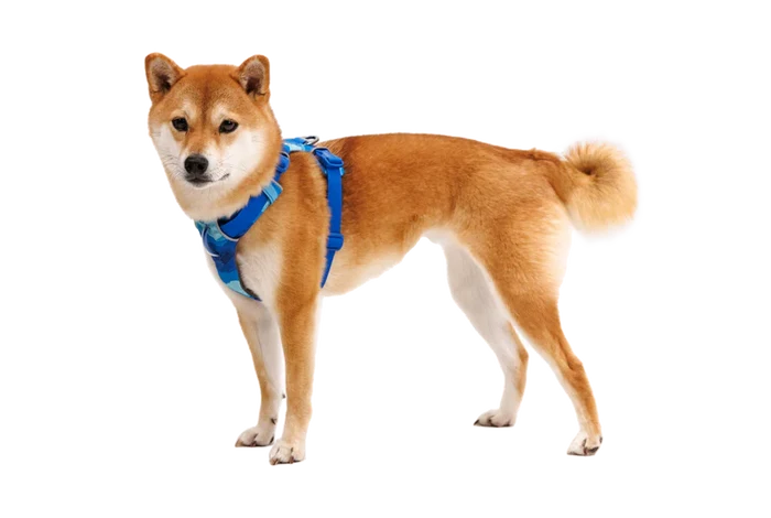 Ruffwear Front Range Harness Coastal Mountains