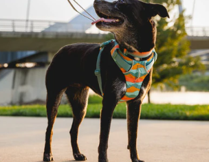 Ruffwear Front Range Harness Spring Mountains