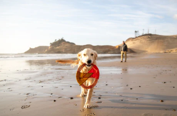 Ruffwear Pacific Ring Dog Toy