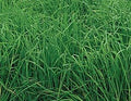 Southern States Orchardgrass Seed 25 lb