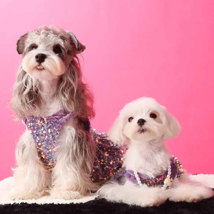 TommyBear BlingBling Party Dress